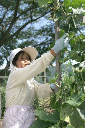 野菜を育てる母