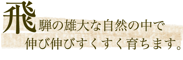 飛騨の雄大な自然の中で、のびのびすくすく育ちます。